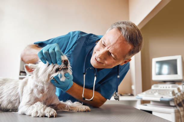 Best Same-Day Emergency Dental Services in Mulvane, KS